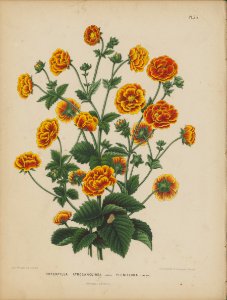 Afbeelding-051-Potentilla atrosanguinea