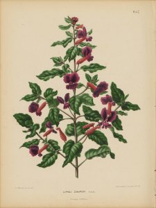 Afbeelding-064-Cuphea lanceolata