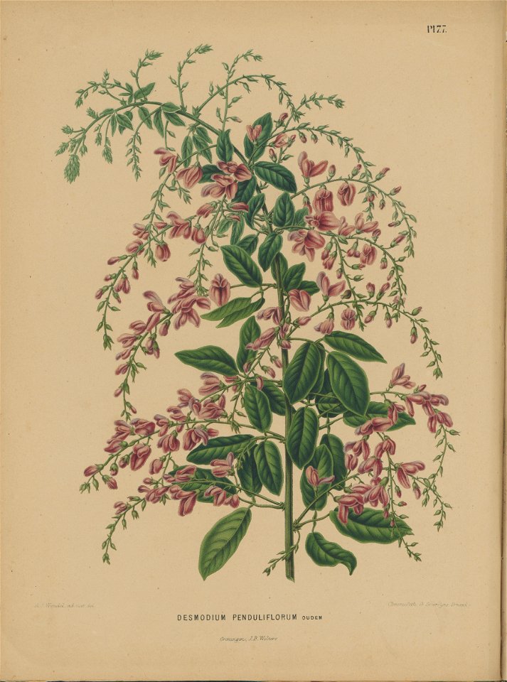 Afbeelding-073-Lespedeza thunbergii
