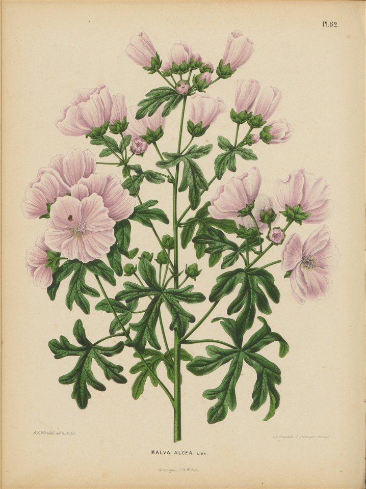 Afbeelding-059-Malva alcea