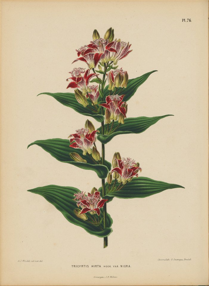 Afbeelding-072-Tricyrtis hirta