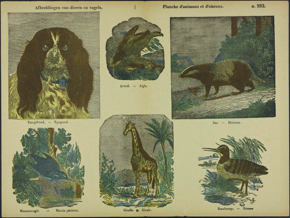 Afbeeldingen van dieren en vogels-Catchpenny print-Borms 0295