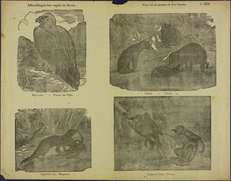 Afbeeldingen van vogels en dieren-Catchpenny print-Borms 0292
