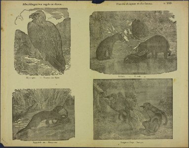 Afbeeldingen van vogels en dieren-Catchpenny print-Borms 0292