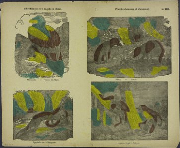 Afbeeldingen van vogels en dieren-Catchpenny print-Borms 0291
