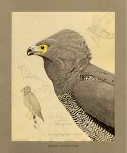 African harrier hawk Fuertes