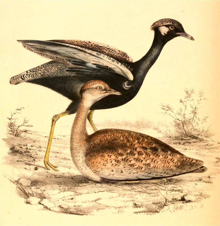 Afrotis afraoides afraoides 1838