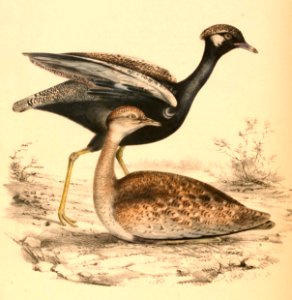 Afrotis afraoides afraoides 1838