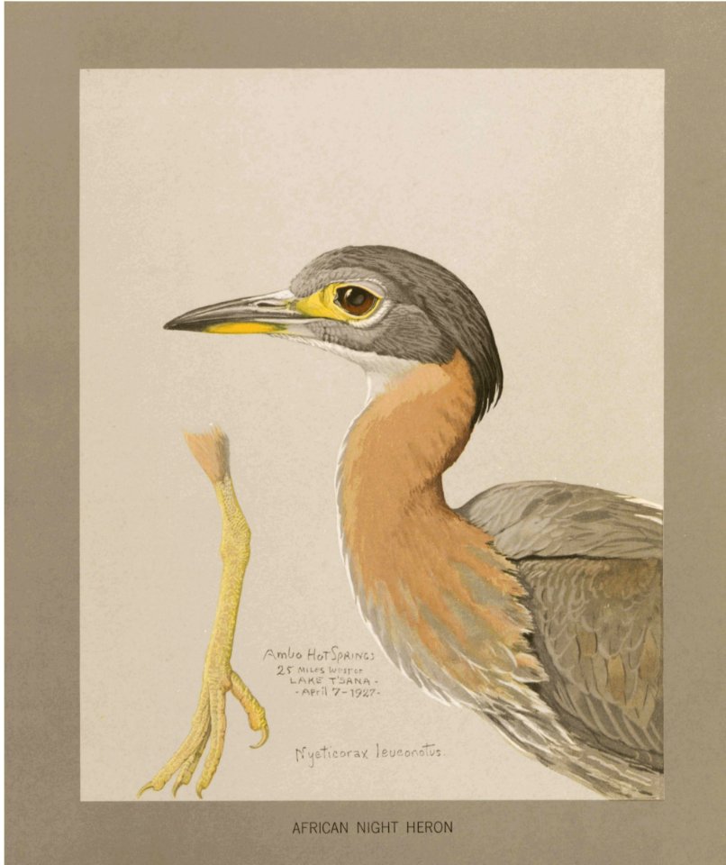 African night heron Fuertes