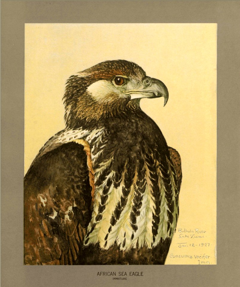 African sea eagle Fuertes