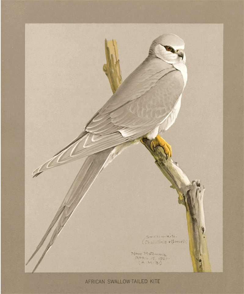 African swallow-tailed kite Fuertes