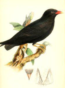 African River Martin Hartlaub