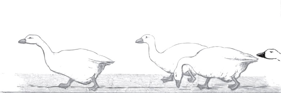 Afternoon Tea 1880 - Geese. Free illustration for personal and commercial use.