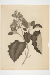 Brachyglottis repanda (48752621302)