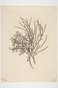Carmichaelia solandri (48752849888)