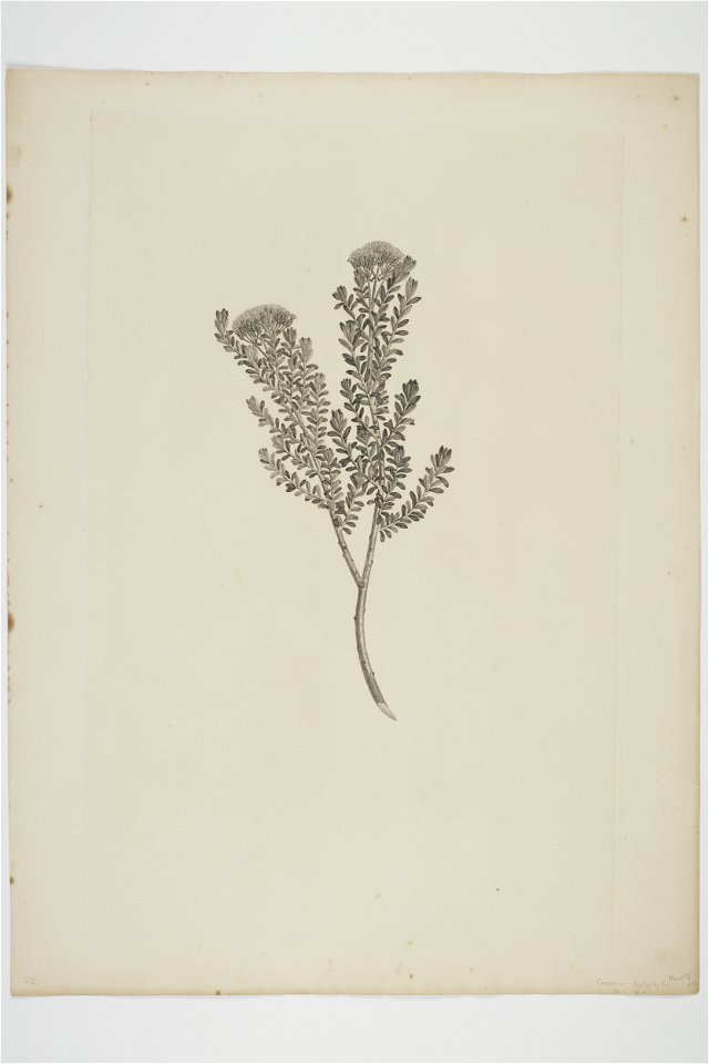 Cassinia leptophylla (48753711682)