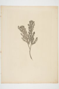 Cassinia leptophylla (48753711682)