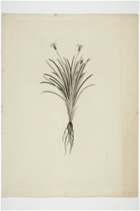 Celmisia gracilenta (48752210533)