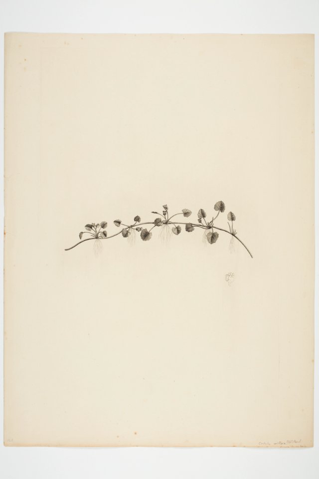 Centella uniflora (48753261192)