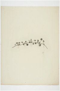 Centella uniflora (48753261192)
