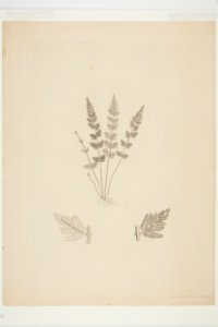 Cheilanthes distans (48753605552)