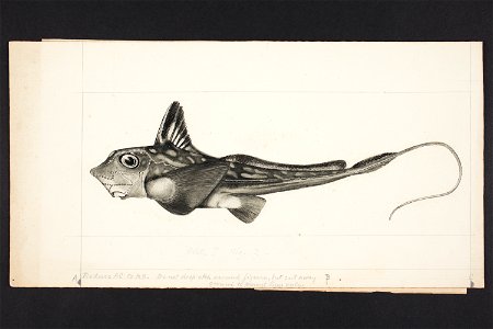 Chimaera novae-zelandiae Fowler. (48753304842)