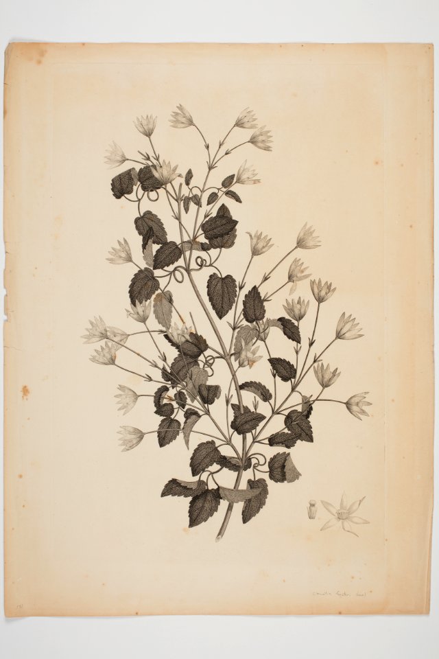 Clematis forsteri (48752856846)