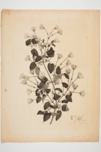 Clematis forsteri (48752856846)