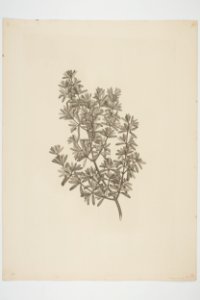 Coprosma propinqua (48752573323)