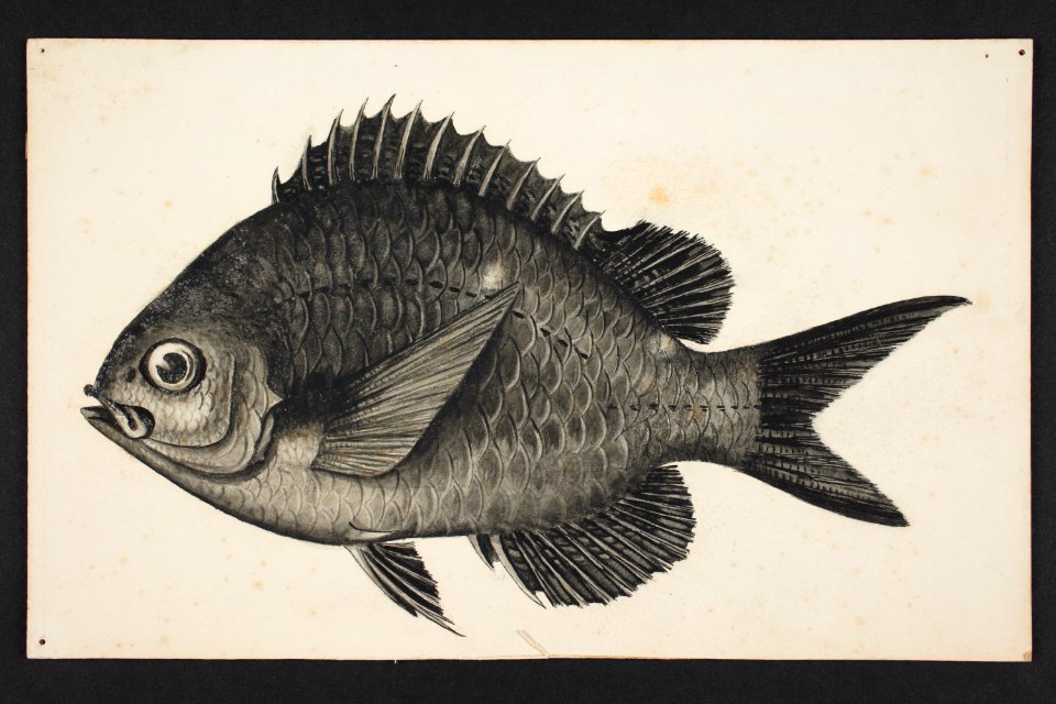 Chromis dispilus. Griffin. (48752864863)