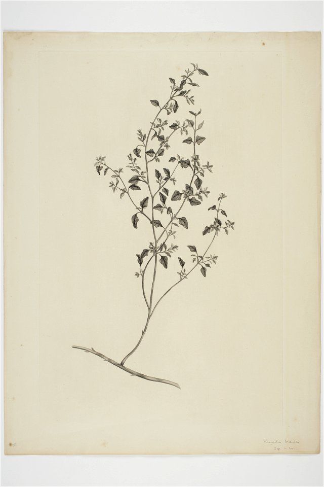 Chenopodium allanii (48752672306)