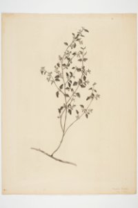 Chenopodium allanii (48752672306)