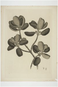 Coprosma repens (48752873962)