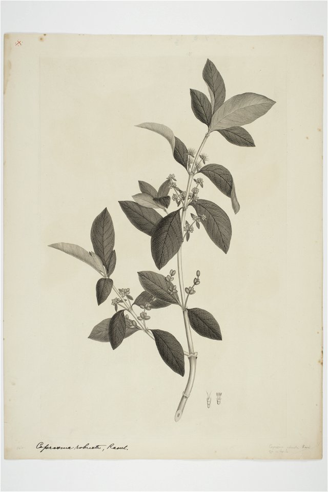 Coprosma lucida (48752851453)