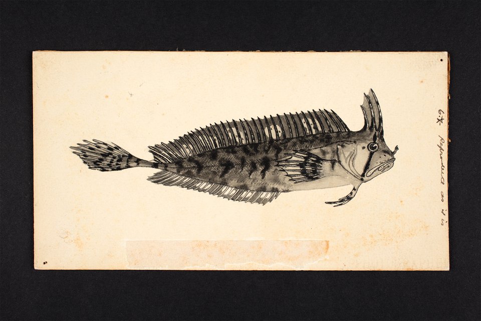 Cristiceps aurantiacus. L. T. Griffin del. (48753313083)