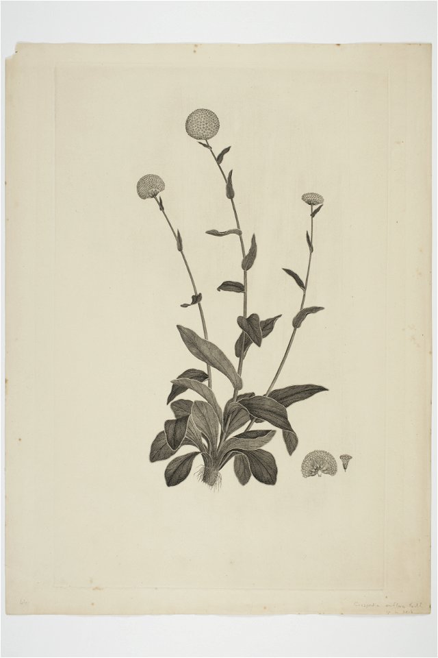 Craspedia uniflora (48753297792)