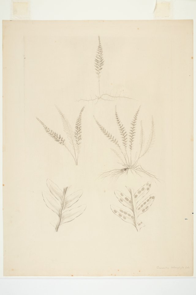 Ctenopteris heterophylla (48752995481)