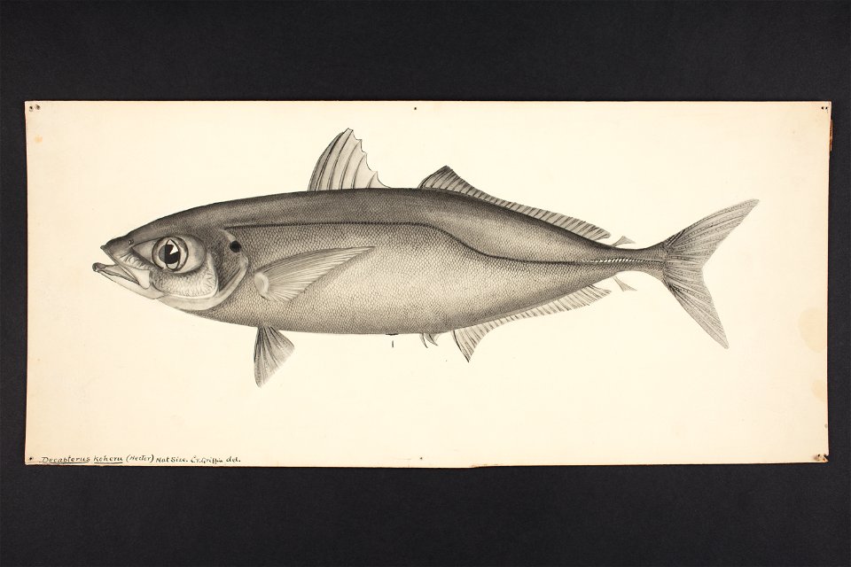 Decapterus koheru (Hector). (48752218308)