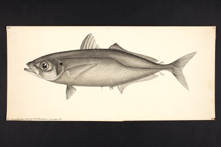 Decapterus koheru (Hector). (48752218308)