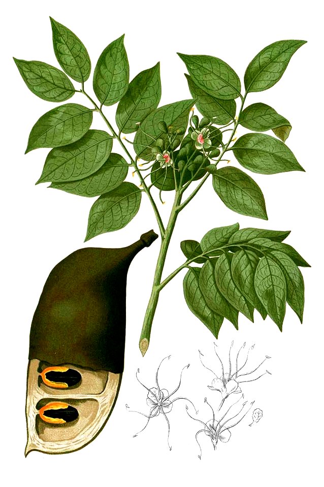 Afzelia rhomboidea Blanco2.281-cropped
