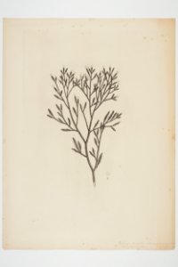 Dacrydium cupressinum (48753830957)