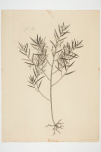 Dendrobium cunninghamii (48752708787)