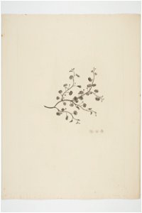 Dichondra repens (48753693801)