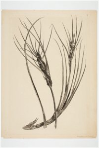 Desmoschoenus spiralis (48752576948)