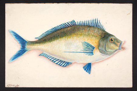 Dactylosparus douglasii. (48753258793)