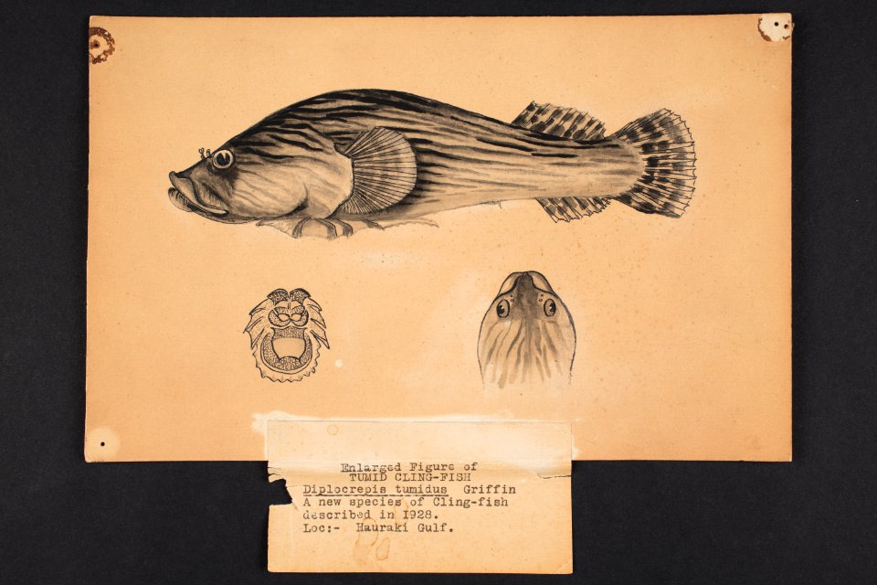 Diplocrepis tumidus n. sp. Griffin. (48753292747)