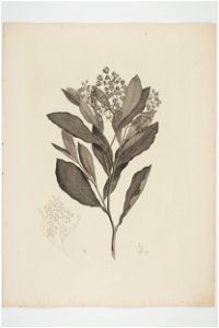 Dodonaea viscosa (48752502636)