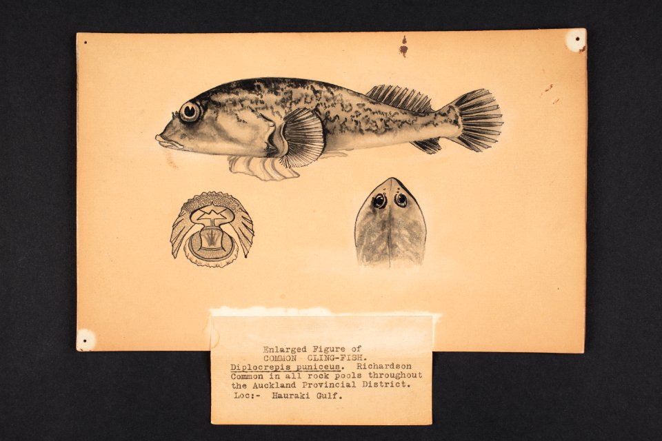 Diplocrepis puniceus Richardson. (48753147707)