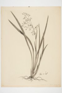 Dianella nigra (48752593192)