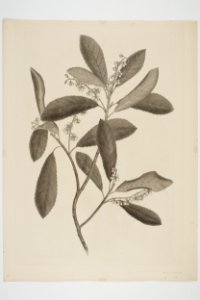 Elaeocarpus dentatus (48752260303)